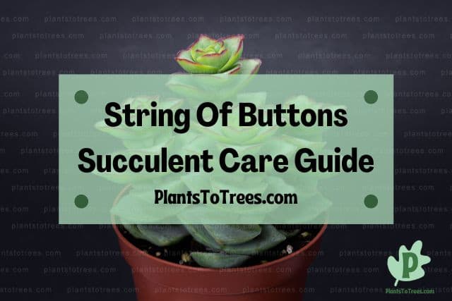 String Of Buttons Succulent