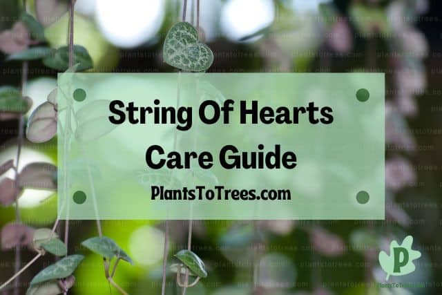 String Of Hearts Hanging