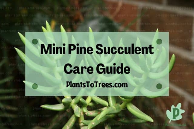 Crassula tetragona Mini Pine succulent