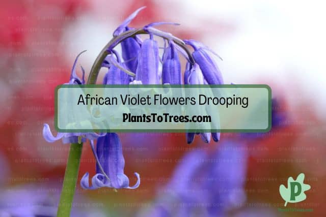 Drooping Violet Flower