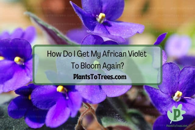 African Violet Flower Blooming