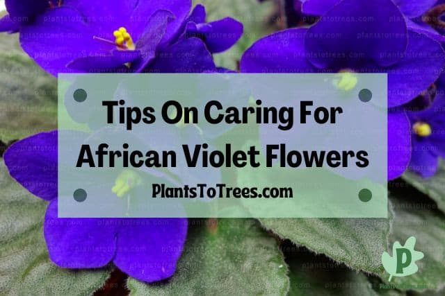 African Violet Flowers with Green Leaves