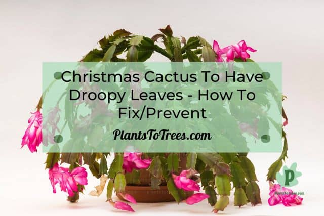 Droopy Christmas Cactus
