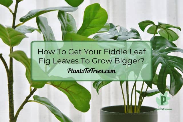 Fiddle Leaf Fig Plant next to Window