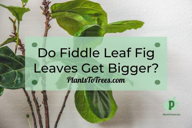 Fiddle Leaf Fig Plant
