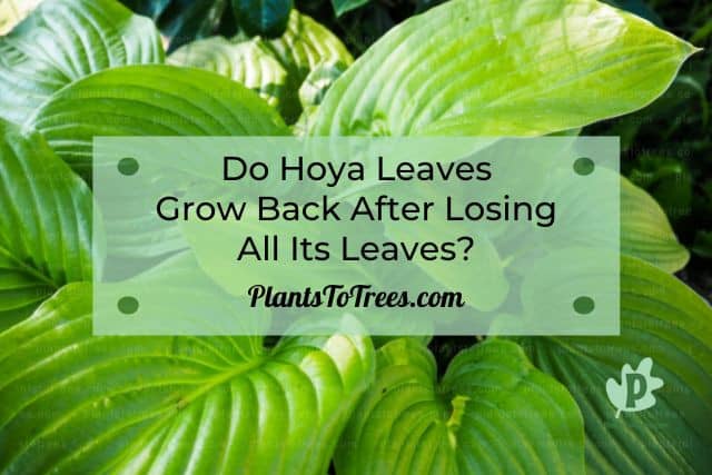 Giant Hoya Plant Leaves