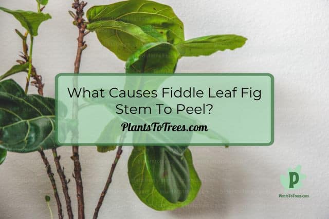 Fiddle Leaf Fig Stem Plant