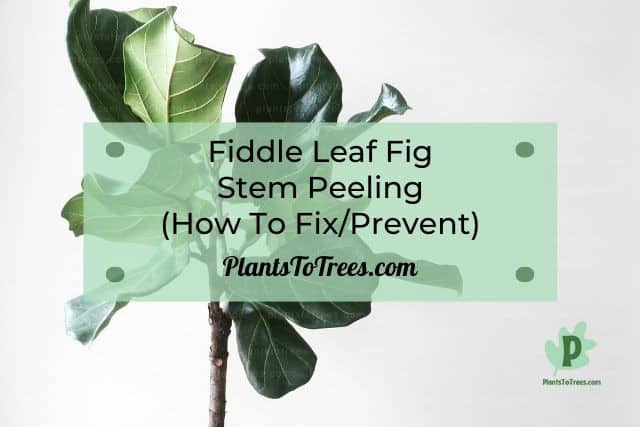 Fiddle Leaf Fig Stem Plant