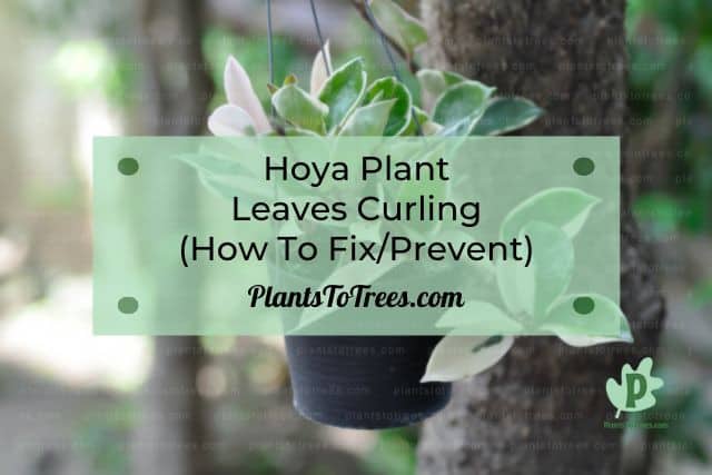 Hanging pot with Hoya Plant