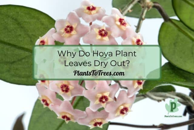 Hoya Plant Flowers