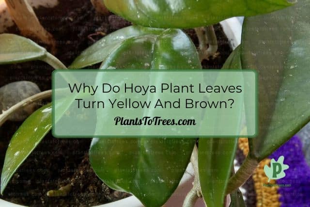 Hoya Plant Leaves