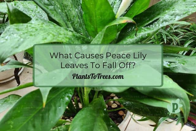 Peace Lily Leaves