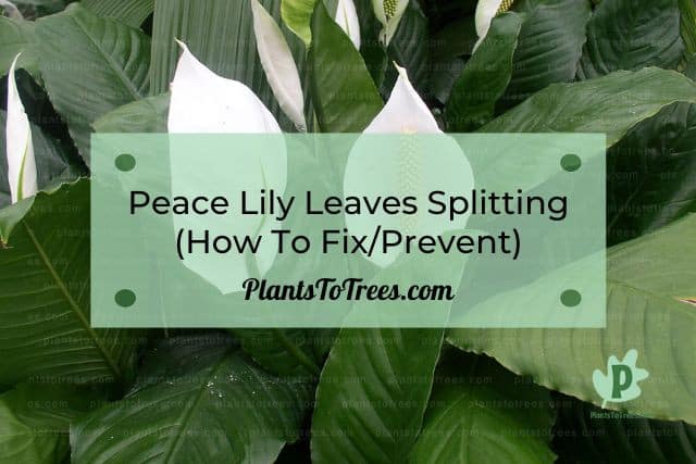Peace Lily Flower Plant