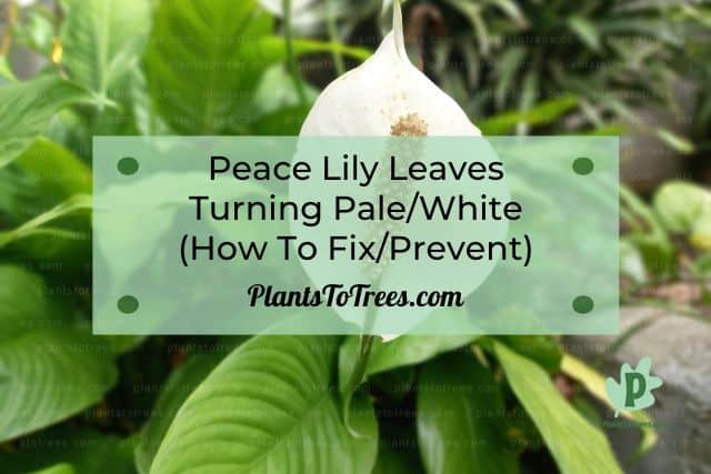 Peace Lily Flower