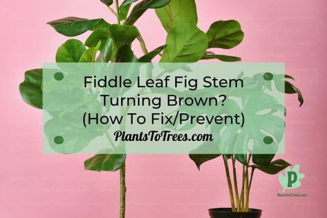 Two Fiddle Leaf Fig Plants